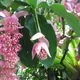 Rose-grape