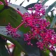 Medinilla speciosa