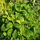 Lemon balm