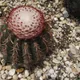 Melocactus conoideus