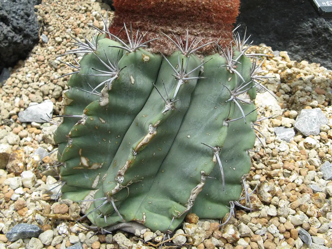 Melocactus glaucescens