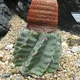 Melocactus glaucescens
