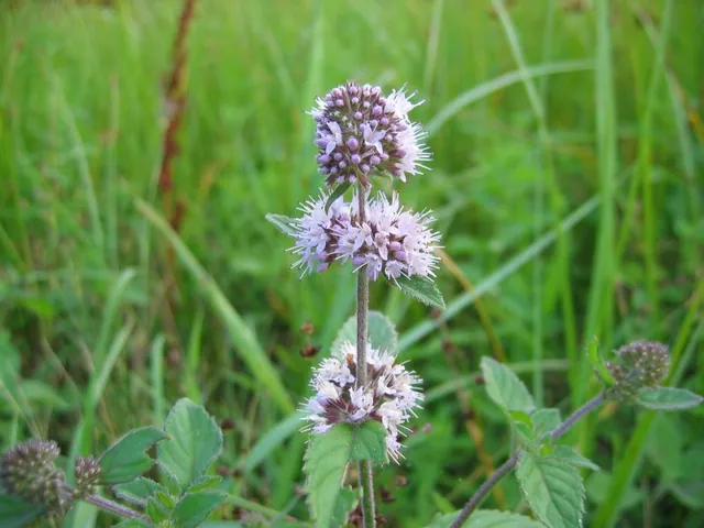 Water mint