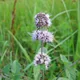 Water mint