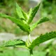Common mint