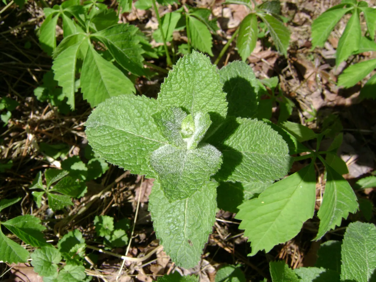 Apple mint