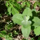 Apple mint