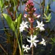 Bogbean