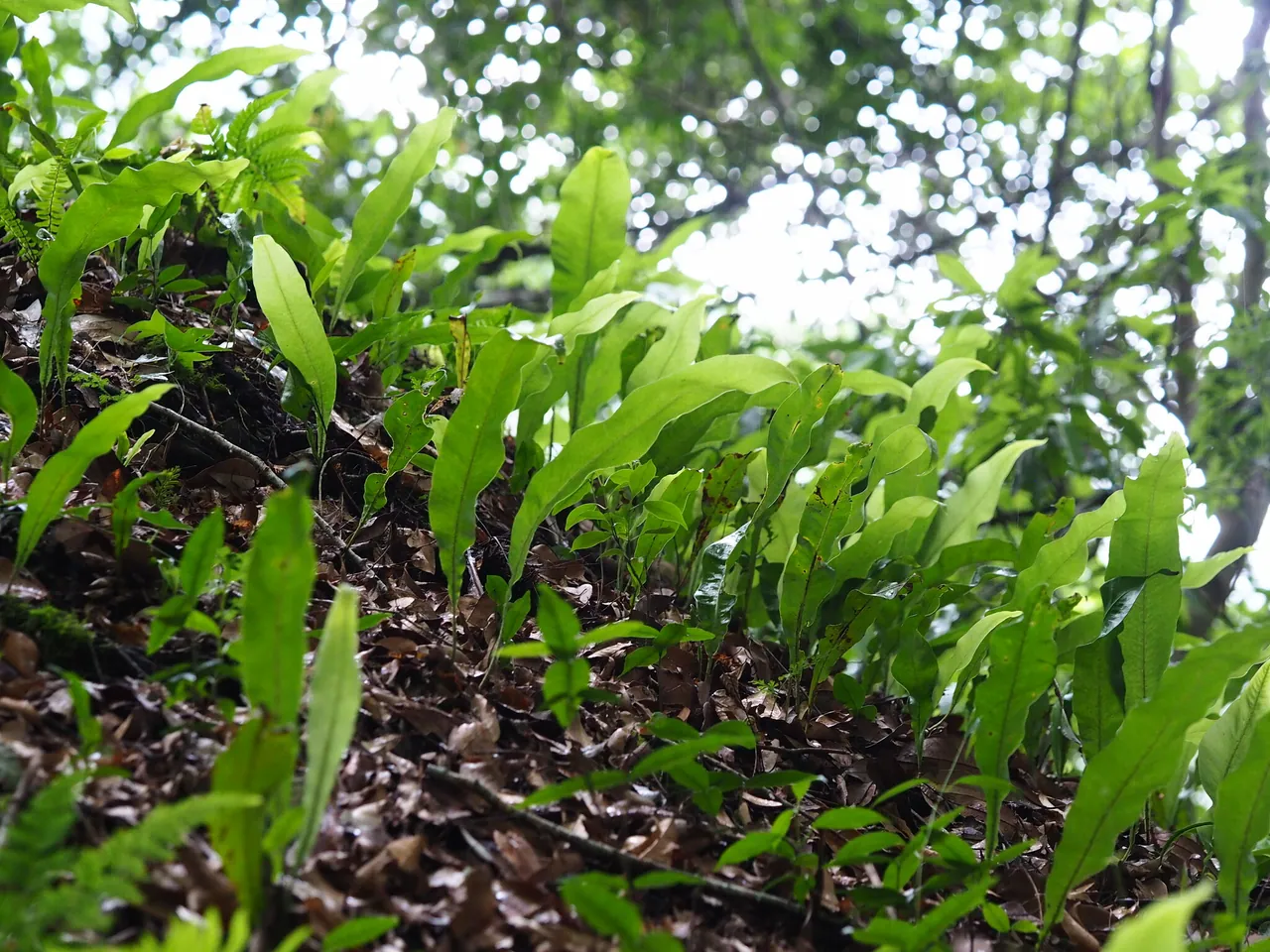 Microsorium brachylepis