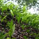 Microsorium brachylepis