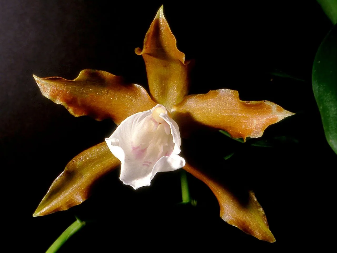 Miltonia candida