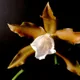 Miltonia candida