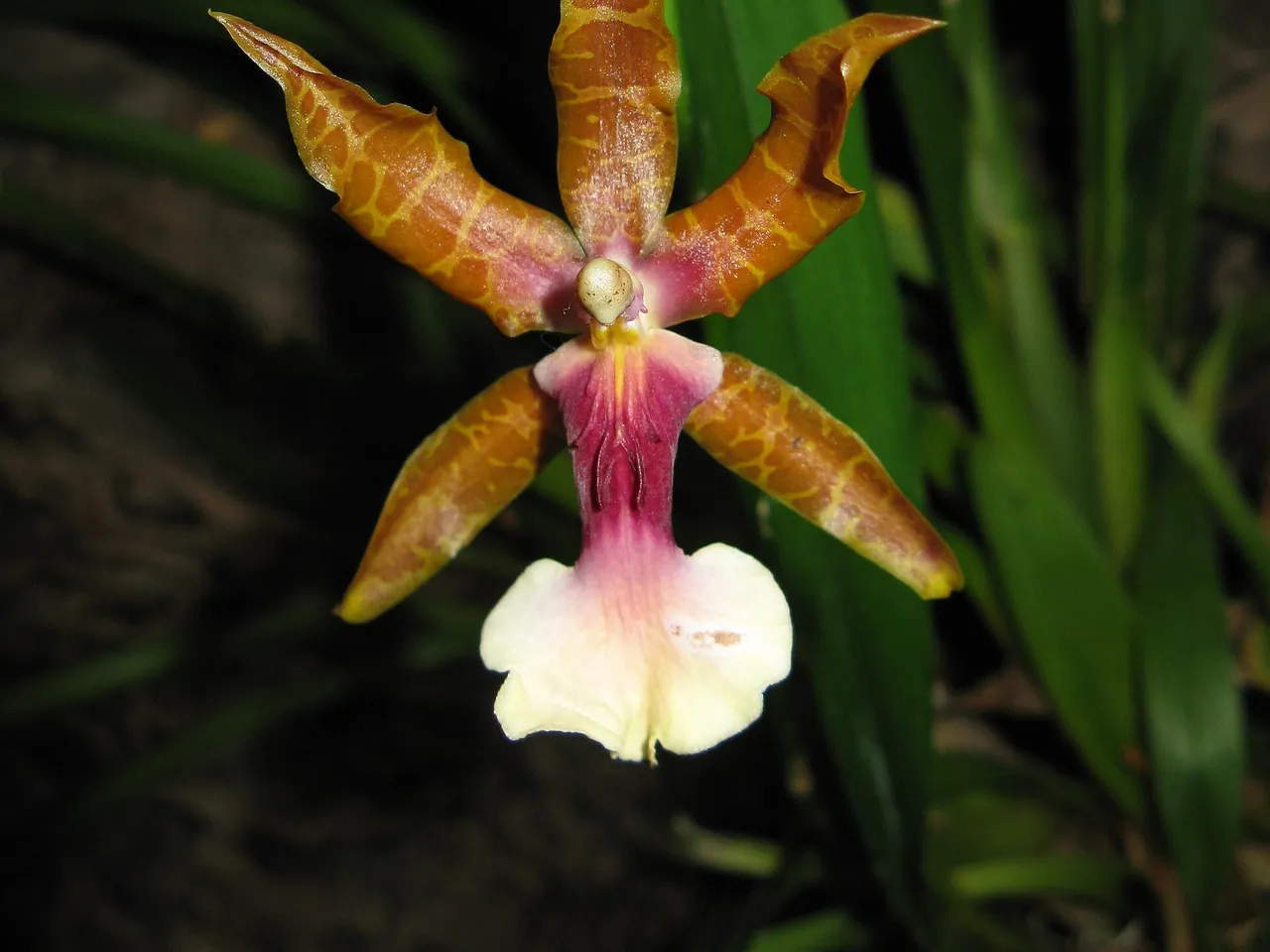 Miltonia clowesii