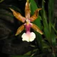 Miltonia clowesii