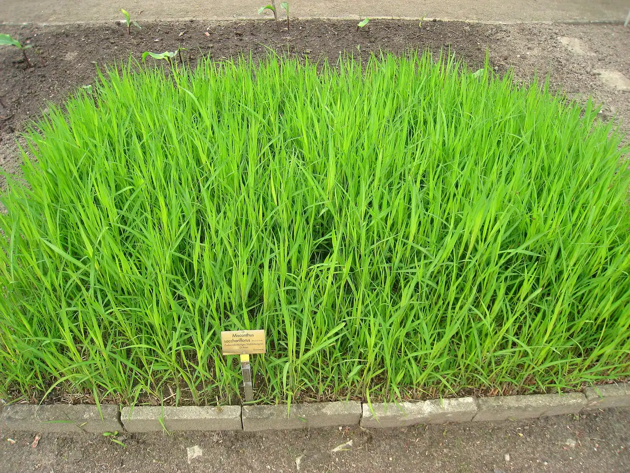 Amur silvergrass