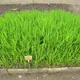Amur silvergrass