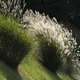 Maiden silvergrass
