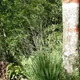 Molinia arundinacea