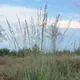 Purple moor-grass