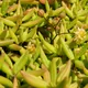 Monanthes anagensis