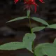 Scarlet beebalm, Oswego tea