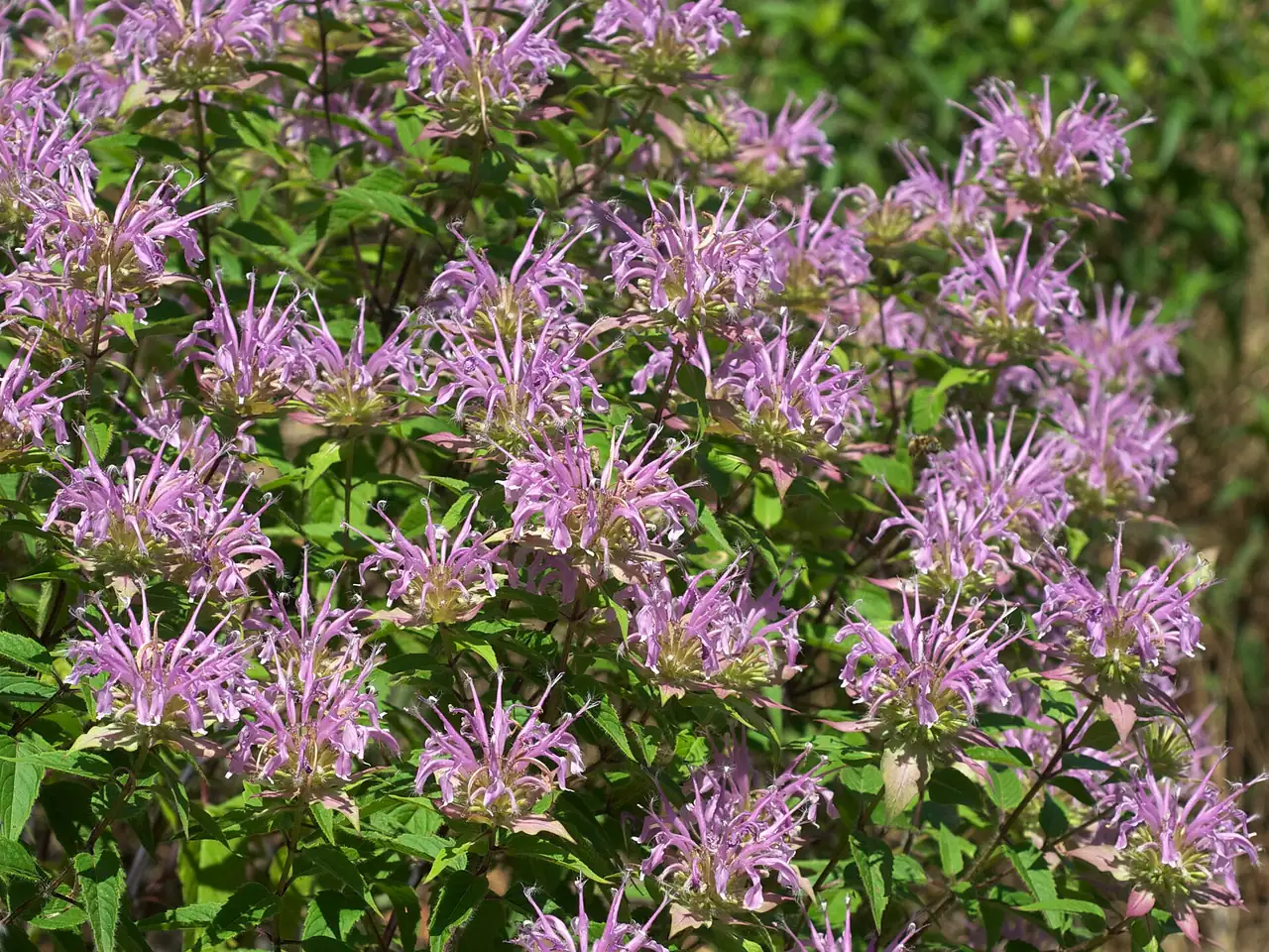 Beebalm