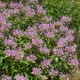 Beebalm