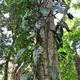 Monstera acuminata