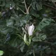 Swiss cheese vine