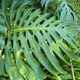 Swiss cheese plant
