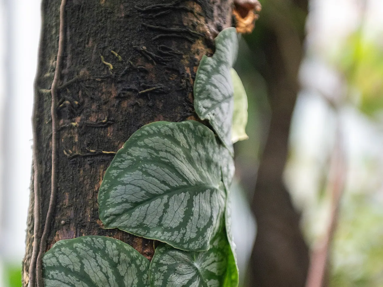 Monstera dubia