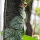 Monstera dubia