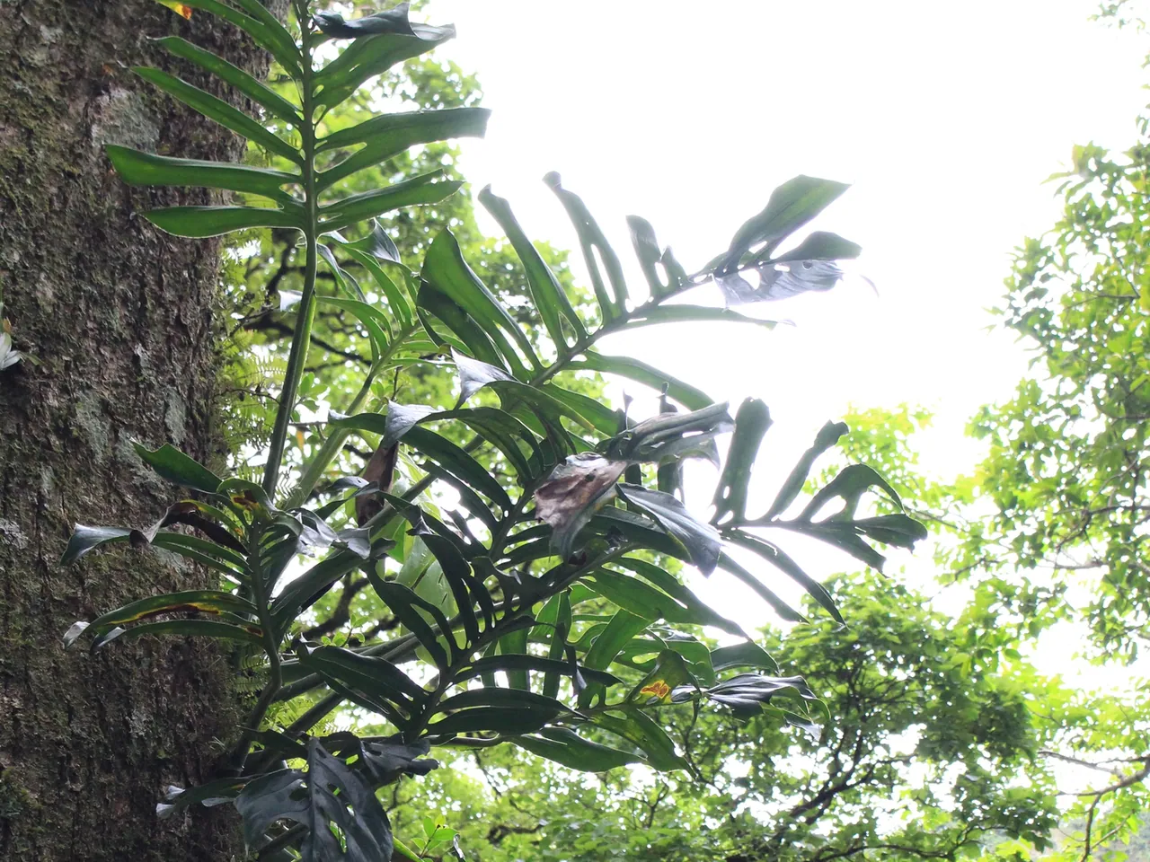 Monstera epipremnoides
