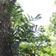 Monstera epipremnoides