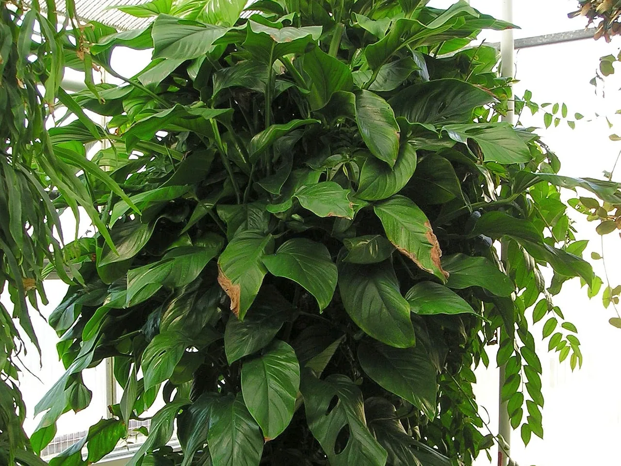 Monstera obliqua