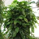 Monstera obliqua