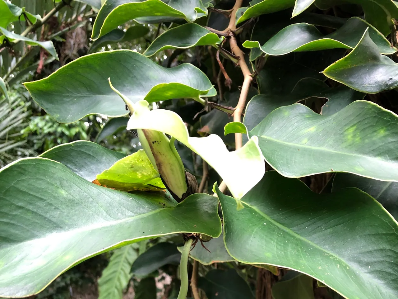Monstera tuberculata