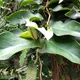 Monstera tuberculata