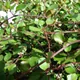 Muehlenbeckia complexa