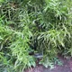Ribbonbush