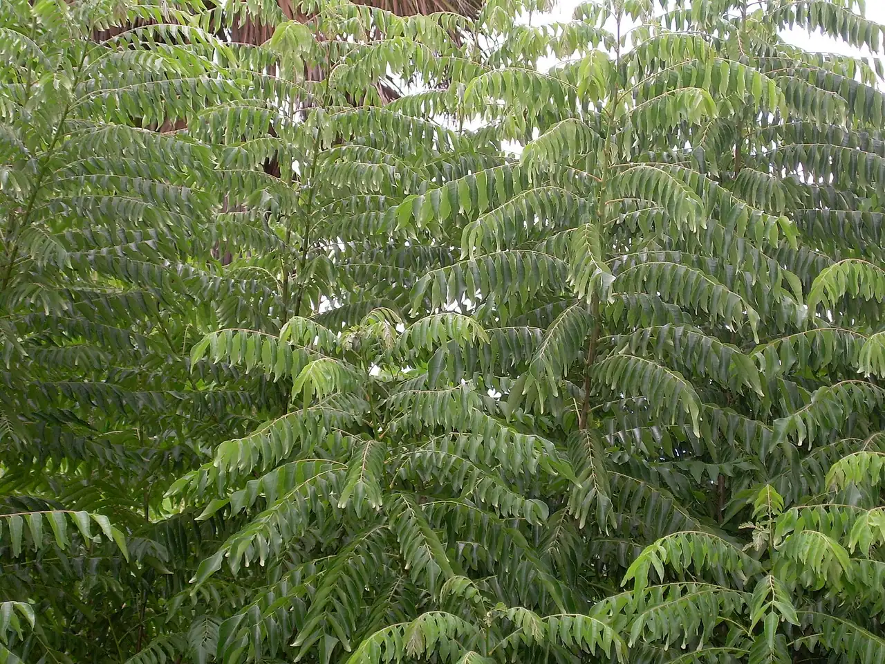 Murraya koenigii