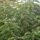 Murraya koenigii