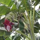 Banana plant