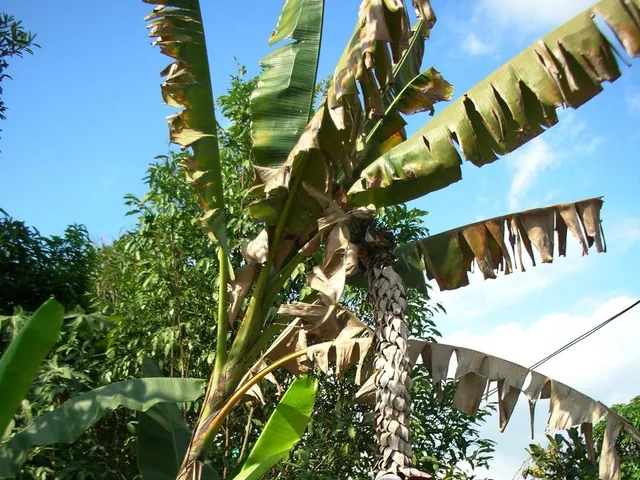 Musa balbisiana