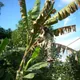 Musa balbisiana
