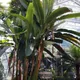 Abaca