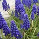 Muscari armeniacum