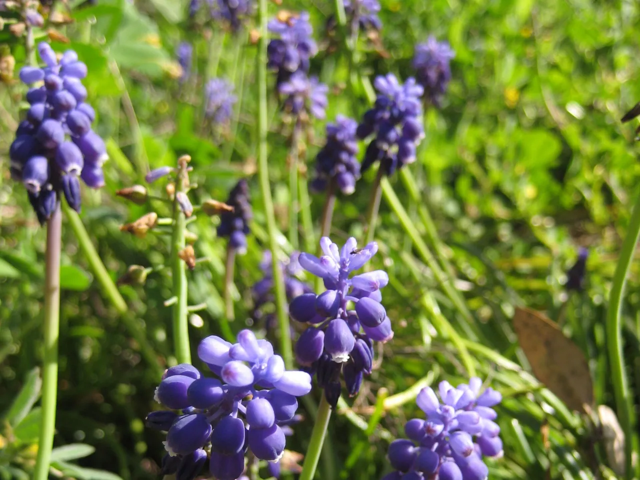 Muscari botryoides