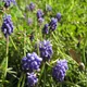Muscari botryoides