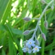 Field forget-me-not